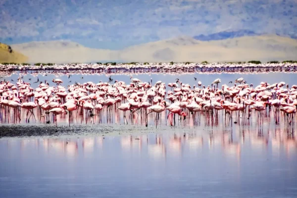 Lake Natron Tanzania | Crimson Soda Lake & Flamingo Safari