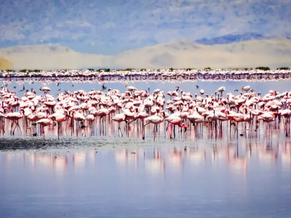 Lake Natron Tanzania | Crimson Soda Lake & Flamingo Safari