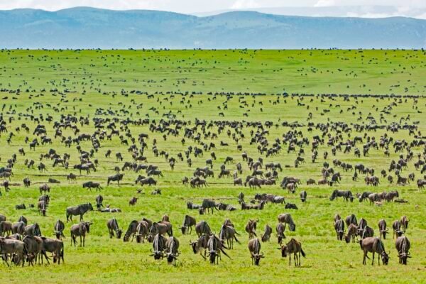 THE GREAT MIGRATION SPECIAL