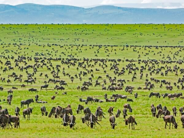 THE GREAT MIGRATION SPECIAL