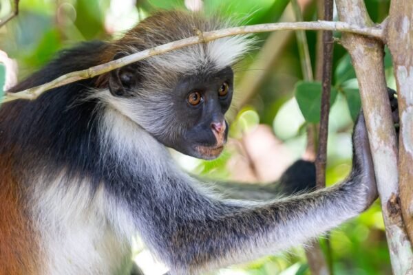 Tanzania Primate Trekking Tours | Chimpanzees, Gombe, Mahale & Zanzibar