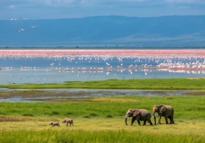Lake Manyara National Park Tour