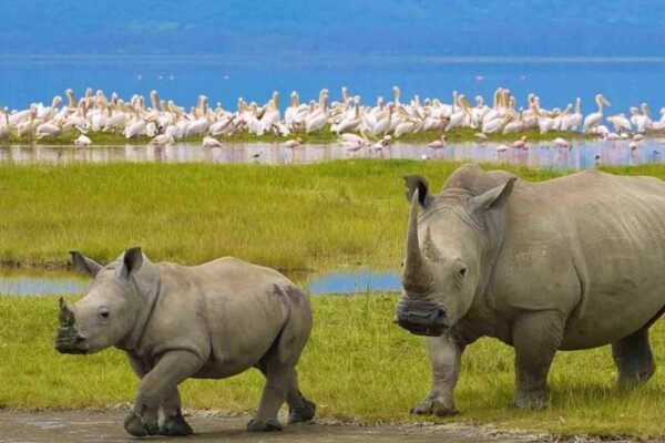 Ngorongoro Crater: A Natural Wonder