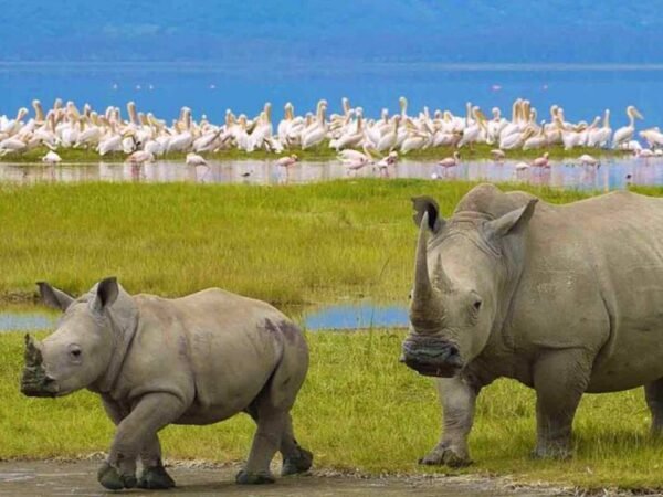 Ngorongoro Crater: A Natural Wonder
