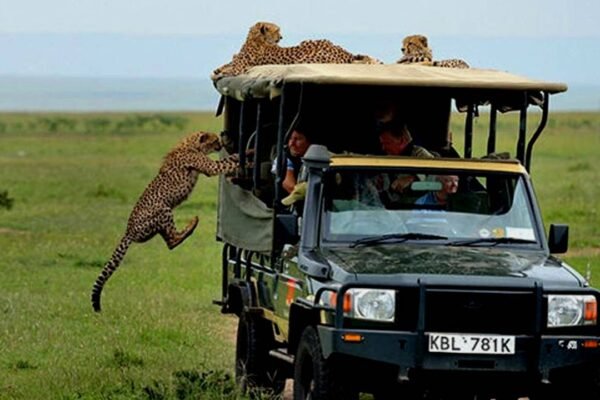 Mikumi National Park Safari | Day Trips & Private Tours, Tanzania