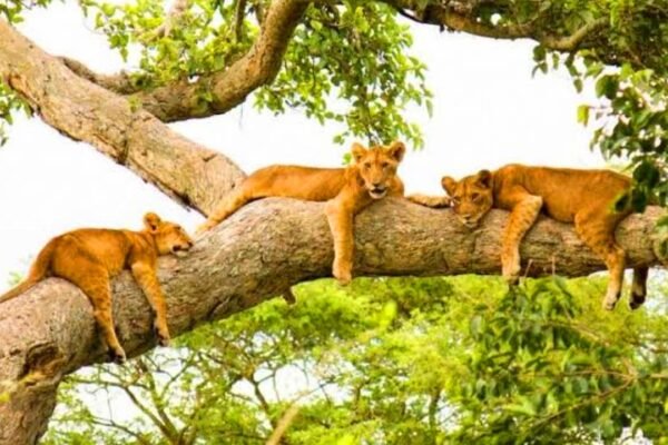 Tarangire National Park