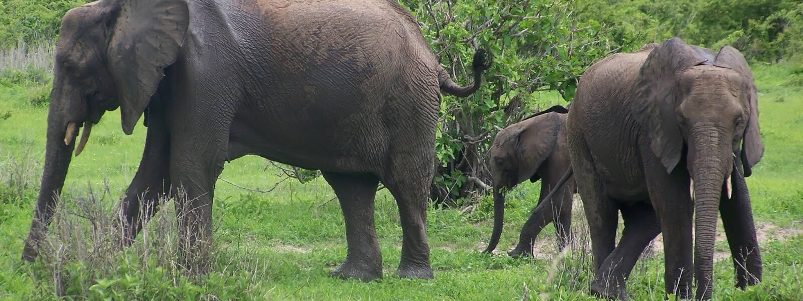 Ruaha