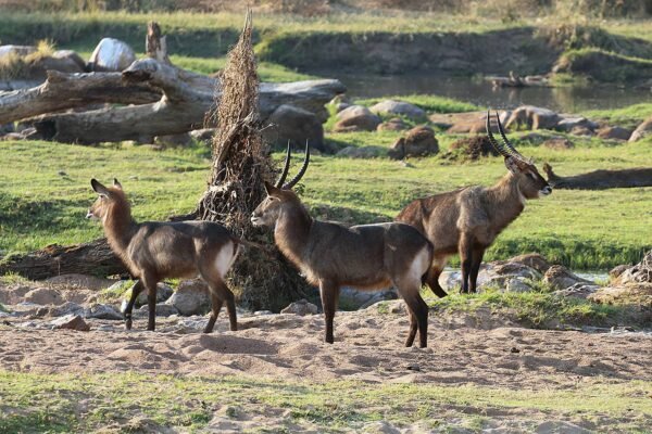 Ruaha National Park: Remote Wilderness