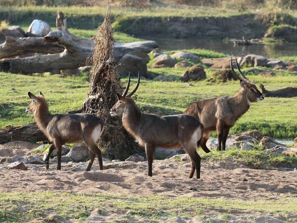 Ruaha National Park: Remote Wilderness