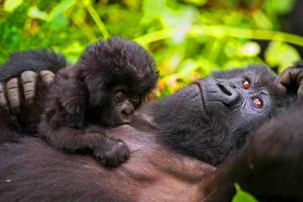 Ultra-Luxury Private Gorilla Trekking Uganda