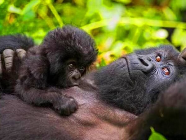Ultra-Luxury Private Gorilla Trekking Uganda