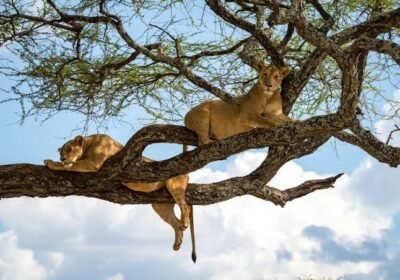 Tarangire Elephant Safari